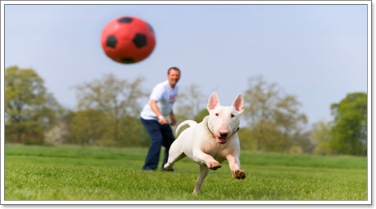 Dogilike.com :: ͧҵҺʹըԧ?