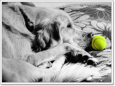 Dogilike.com :: ͧҵҺʹըԧ?