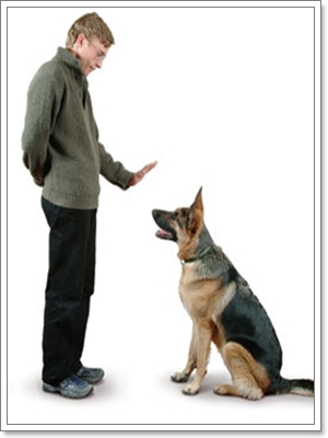 ฝึกน้องหมาให้นั่งลง ( พันธุ์เกรทเดน ) | Dogilike.com