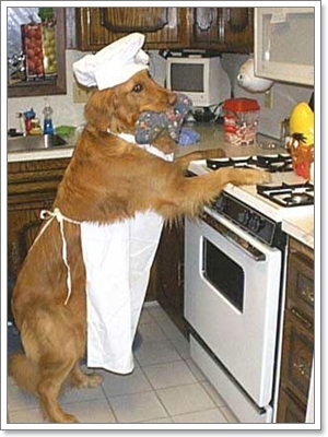 Dogilike.com :: ҹͧջª