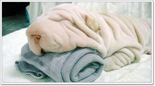 Dogilike.com :: ҹͧջª
