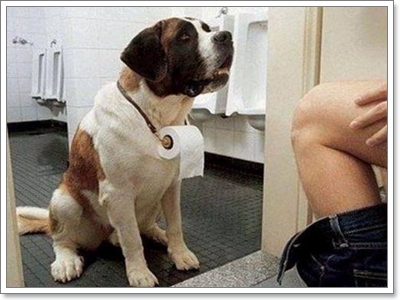 Dogilike.com :: ҹͧջª