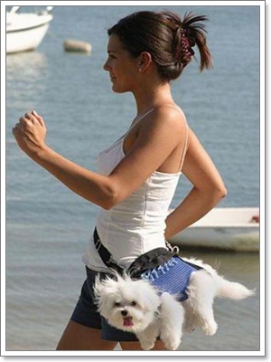 Dogilike.com :: ҹͧջª
