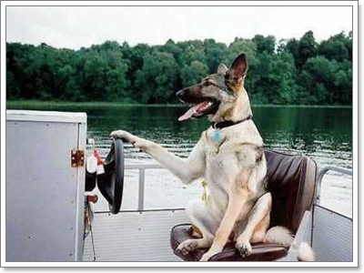 Dogilike.com :: ҹͧջª