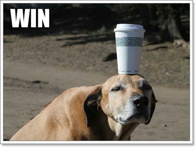Dogilike.com :: ҹͧջª