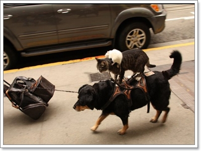 Dogilike.com :: ҹͧջª