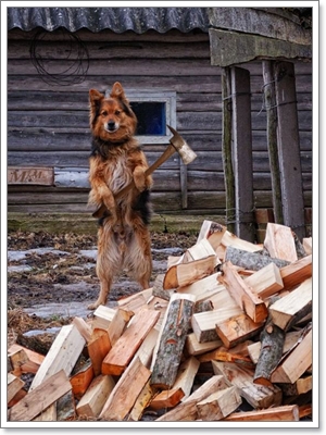 Dogilike.com :: ҹͧջª