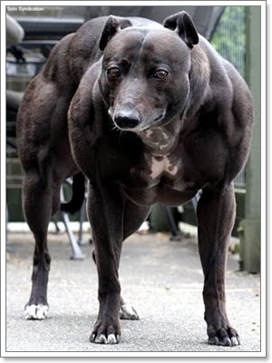สุนัขนักกล้าม...ล่ำบึกขั้นสุดยอด ( พันธุ์อื่น ๆ / พันธุ์ผสม ) | Dogilike.Com