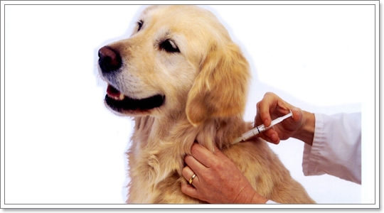 ความสำคัญของวัคซีนที่คุณอาจไม่เคยรู้ ( พันธุ์โกลเด้น รีทรีฟเวอร์ ) |  Dogilike.Com