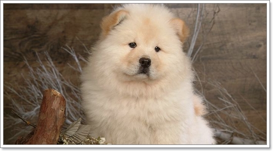 Dogilike.com :: เชาเชาเค้าหาว่าผมเป็นหมาสิงโต Dogilike.com :: เชาเชาเค้าหาว่าผมเป็นหมาสิงโต