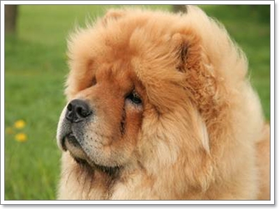 Dogilike.com :: เชาเชาเค้าหาว่าผมเป็นหมาสิงโต Dogilike.com :: เชาเชาเค้าหาว่าผมเป็นหมาสิงโต