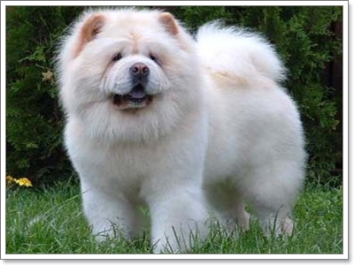 Dogilike.com :: เชาเชาเค้าหาว่าผมเป็นหมาสิงโต Dogilike.com :: เชาเชาเค้าหาว่าผมเป็นหมาสิงโต