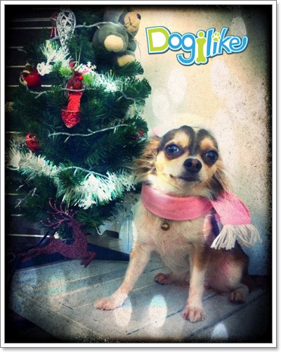 Dogilike.com :: ῪÑè¹¹èÒÃÑ¡æ Merry X Mas Dogilike.com :: ῪÑè¹¹èÒÃÑ¡æ Merry X Mas
