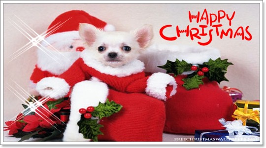 Dogilike.com :: ῪÑè¹¹èÒÃÑ¡æ Merry X Mas Dogilike.com :: ῪÑè¹¹èÒÃÑ¡æ Merry X Mas
