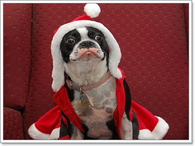 Dogilike.com :: ῪÑè¹¹èÒÃÑ¡æ Merry X Mas Dogilike.com :: ῪÑè¹¹èÒÃÑ¡æ Merry X Mas