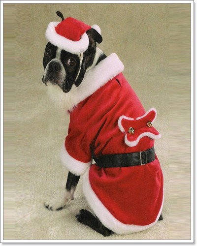 Dogilike.com :: ῪÑè¹¹èÒÃÑ¡æ Merry X Mas Dogilike.com :: ῪÑè¹¹èÒÃÑ¡æ Merry X Mas