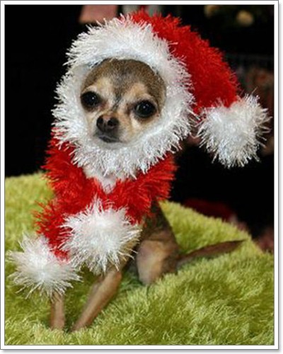 Dogilike.com :: ῪÑè¹¹èÒÃÑ¡æ Merry X Mas Dogilike.com :: ῪÑè¹¹èÒÃÑ¡æ Merry X Mas
