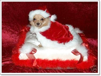 Dogilike.com :: ῪÑè¹¹èÒÃÑ¡æ Merry X Mas Dogilike.com :: ῪÑè¹¹èÒÃÑ¡æ Merry X Mas