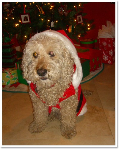 Dogilike.com :: ῪÑè¹¹èÒÃÑ¡æ Merry X Mas Dogilike.com :: ῪÑè¹¹èÒÃÑ¡æ Merry X Mas