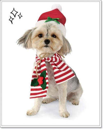 Dogilike.com :: ῪÑè¹¹èÒÃÑ¡æ Merry X Mas Dogilike.com :: ῪÑè¹¹èÒÃÑ¡æ Merry X Mas