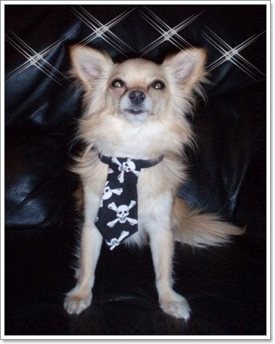 Dogilike.com :: ๤ش^_^