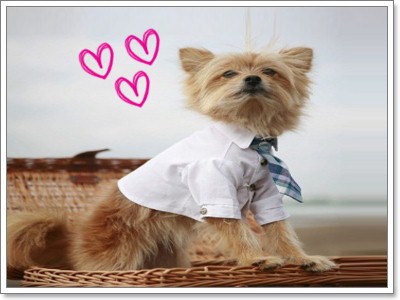 Dogilike.com :: ๤ش^_^