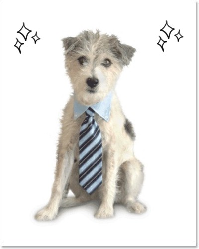 Dogilike.com :: ๤ش^_^
