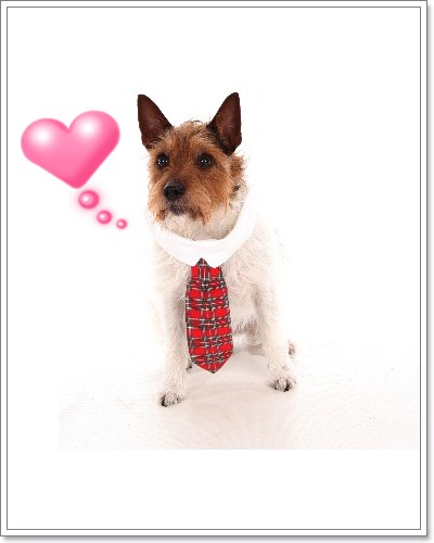 Dogilike.com :: ๤ش^_^