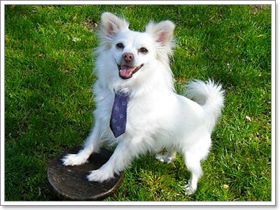 Dogilike.com :: ๤ش^_^
