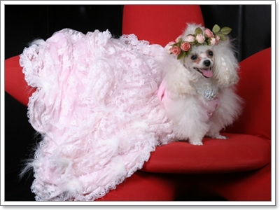 Dogilike.com :: �ش�ҵ���ش���� 