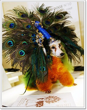 Dogilike.com :: �ش�ҵ���ش���� 