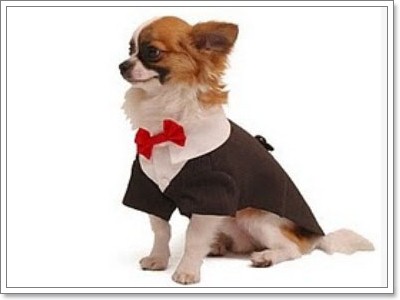 Dogilike.com :: �ش�ҵ���ش���� 