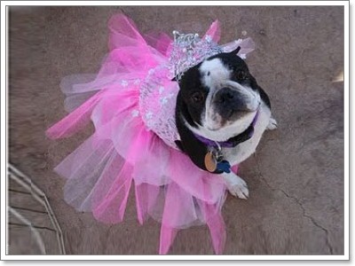 Dogilike.com :: �ش�ҵ���ش���� 