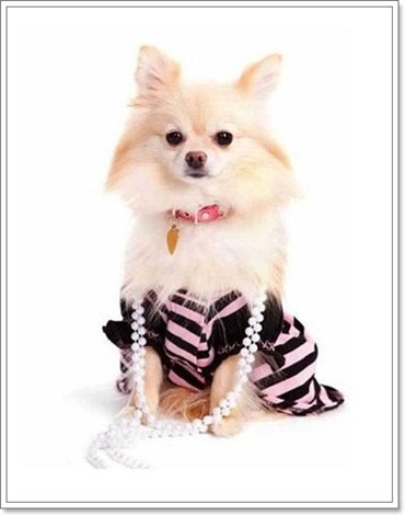 Dogilike.com :: �ش�ҵ���ش���� 