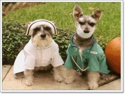 Dogilike.com :: ไปหาหมอกันเถอะ Dogilike.com :: ไปหาหมอกันเถอะ