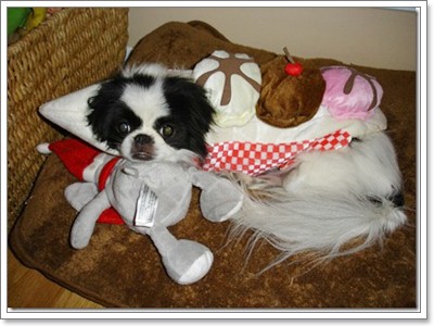 Dogilike.com :: �Ѻ��Ȥ����ѡ���������� ^^