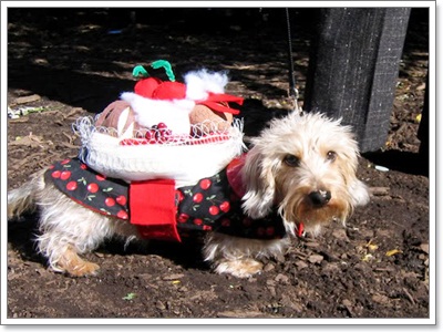 Dogilike.com :: �Ѻ��Ȥ����ѡ���������� ^^