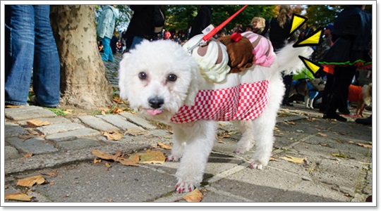Dogilike.com :: �Ѻ��Ȥ����ѡ���������� ^^