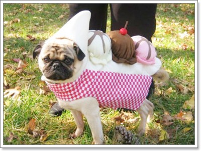 Dogilike.com :: �Ѻ��Ȥ����ѡ���������� ^^