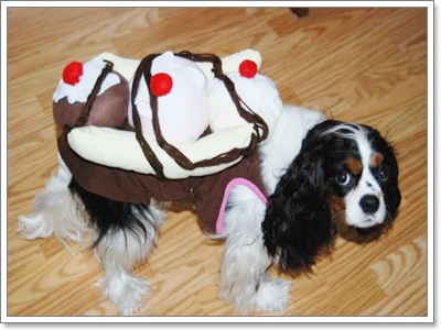 Dogilike.com :: �Ѻ��Ȥ����ѡ���������� ^^