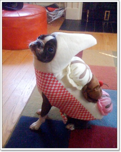 Dogilike.com :: �Ѻ��Ȥ����ѡ���������� ^^