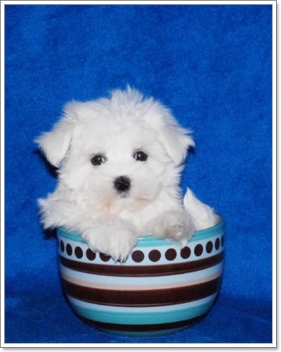 Dogilike.com :: Ҿѡͧͧ  T Cup  in Cup