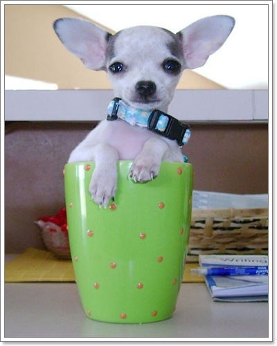 Dogilike.com :: Ҿѡͧͧ  T Cup  in Cup