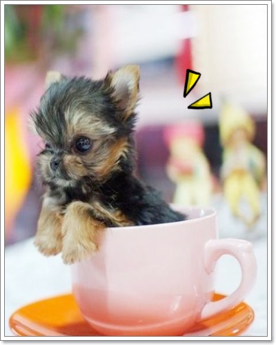 Dogilike.com :: Ҿѡͧͧ  T Cup  in Cup