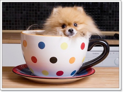 Dogilike.com :: Ҿѡͧͧ  T Cup  in Cup