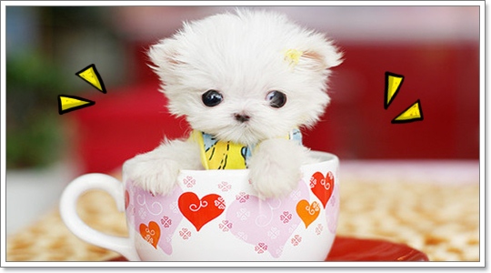 Dogilike.com :: Ҿѡͧͧ  T Cup  in Cup