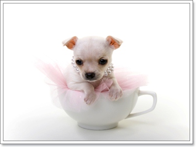 Dogilike.com :: Ҿѡͧͧ  T Cup  in Cup