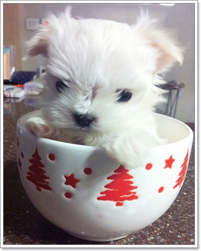 Dogilike.com :: Ҿѡͧͧ  T Cup  in Cup