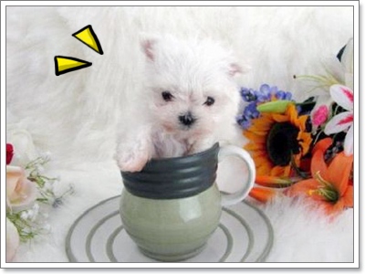 Dogilike.com :: Ҿѡͧͧ  T Cup  in Cup