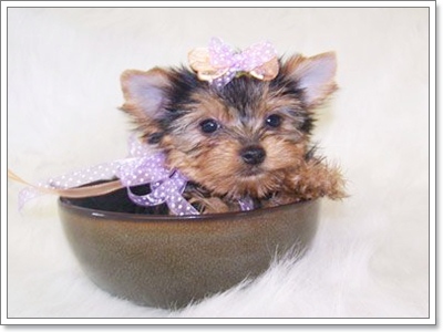 Dogilike.com :: Ҿѡͧͧ  T Cup  in Cup